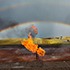 A fiery explosion is captured in the foreground, with a vibrant, partial rainbow arcing across the sky in the background. The scene, reminiscent of Ed Dobb's evocative photography for National Geographic, unfolds on a muddy or rocky ground, enhancing the dramatic contrast between fire and serene rainbow.