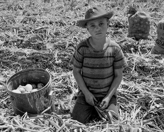 A young child, wearing a striped shirt and a wide-brimmed hat, kneels on the ground in a field with dried plants. The scene, reminiscent of an Ernest Lowe photograph, shows the child holding foliage with a bucket of harvested produce beside them and bags filled with more produce in the background.