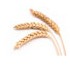 Three wheat ears with golden grains and thin stalks are shown against a white background. The heads of the wheat are full and slightly bent, indicating ripe and mature grains. The image evokes a sense of harvest, farming, and natural abundance.