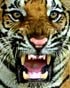 Close-up image of a Bengal tiger showing its face with an open mouth, revealing sharp teeth and a pink tongue. The tiger's eyes are wide open, conveying a fierce expression, akin to that captured by Berkeley Journalism, with its fur featuring distinctive black stripes on an orange coat.