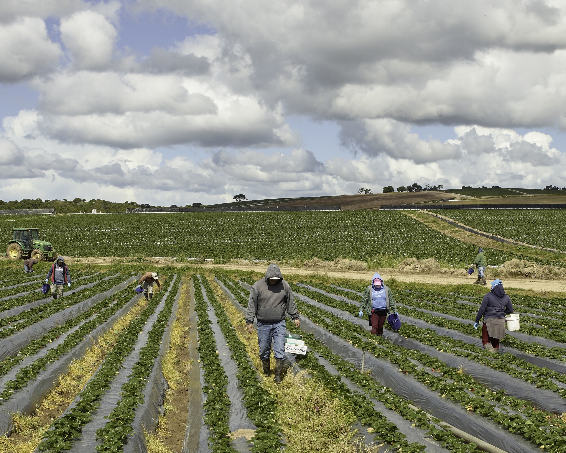 Photo of farmworkers picking broccoli in a field with large clouds in the sky.