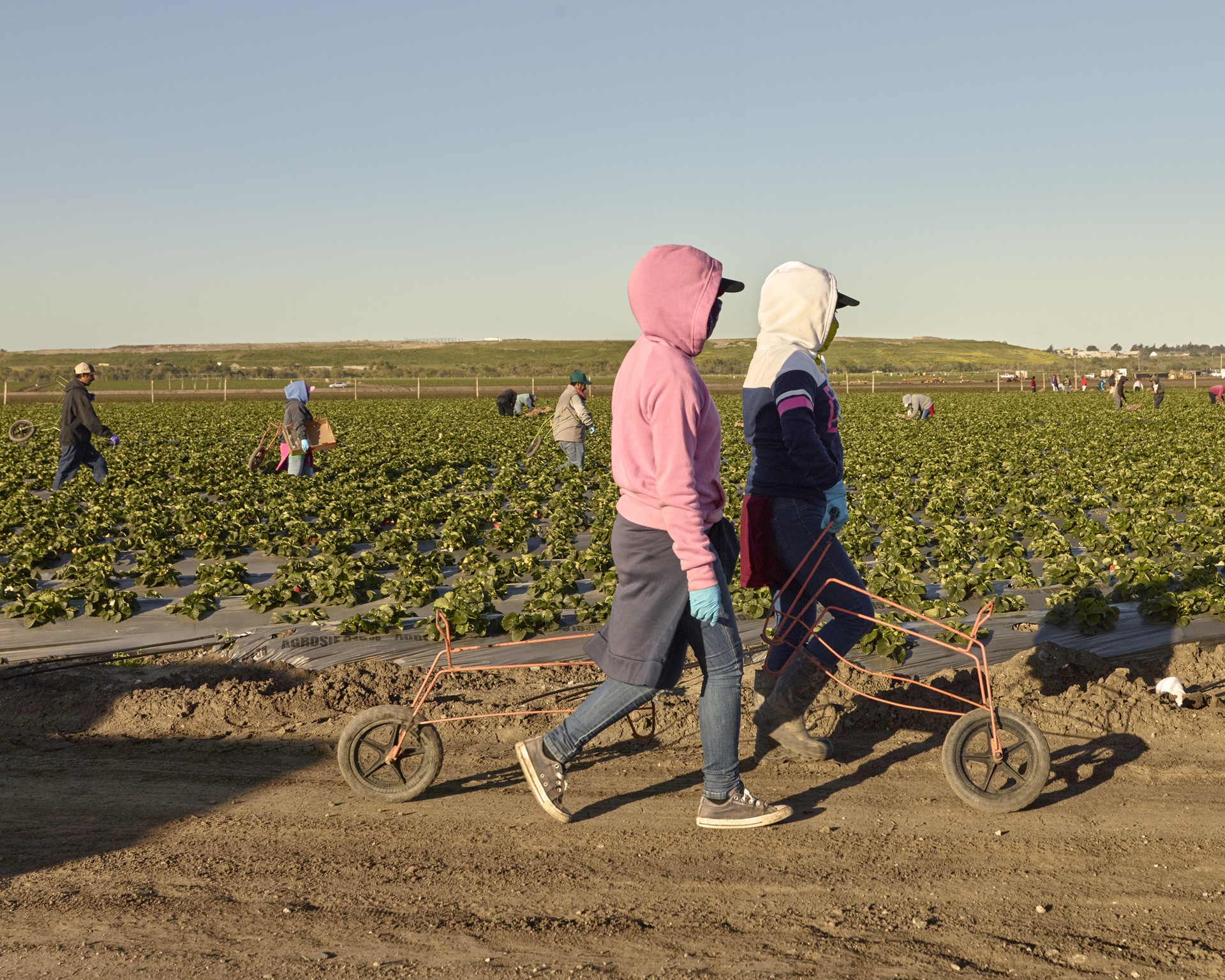 Photo of two farmworkers walking white pushing a wheeled device with fields and other farmworkers in the background.