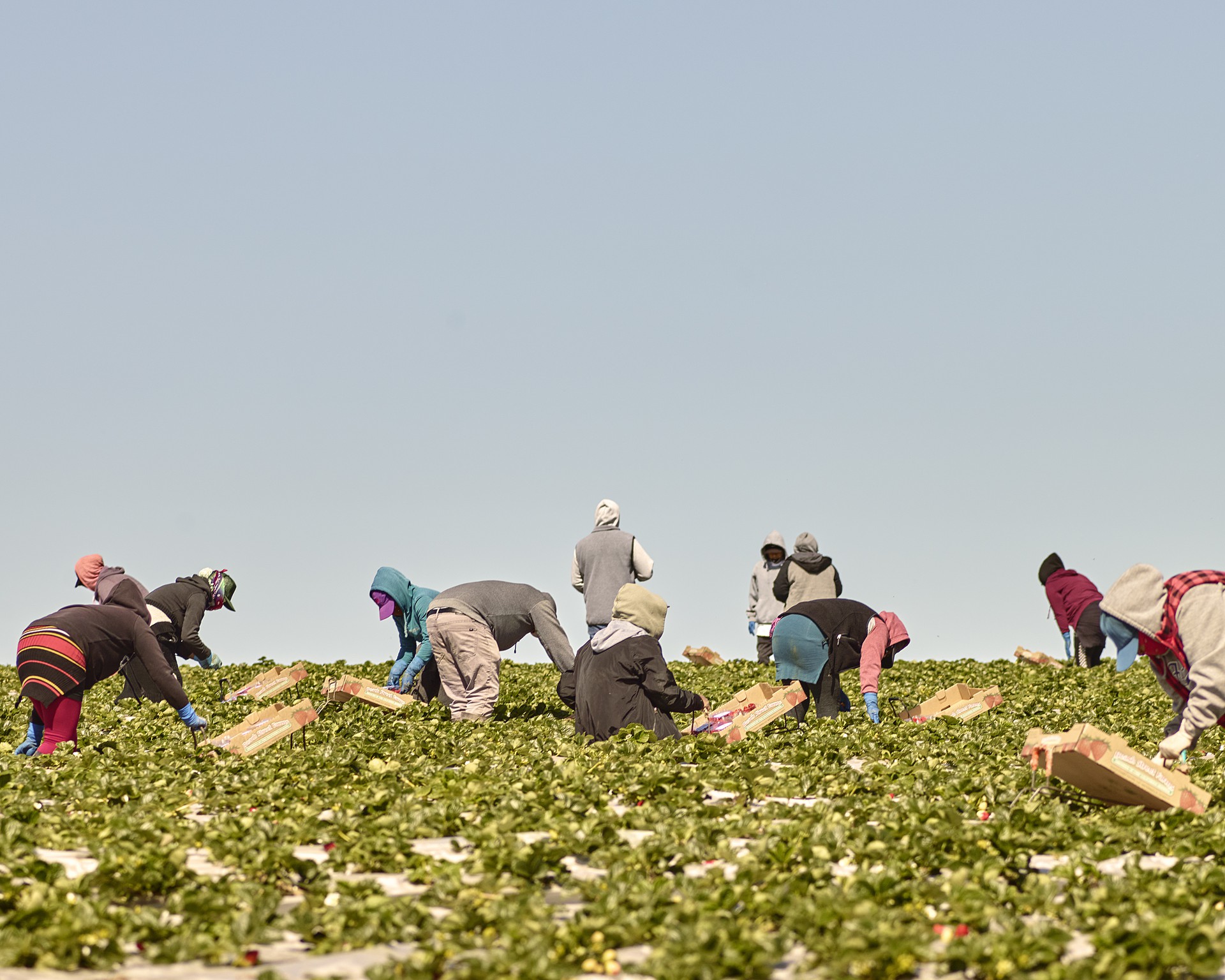 Photo of farmworkers working closely together in the strawberry fields.