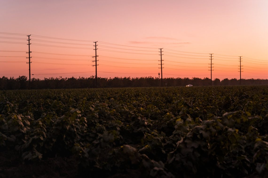 A sunset scene over a vast, green field is interrupted by a line of tall electrical power poles extending into the horizon. The sky is a blend of pink and orange, with the silhouette of trees in the distance—a moment capturing nature's beauty intersected by progress, perfect for any Berkeley Journalism feature.