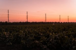 A sunset scene over a vast, green field is interrupted by a line of tall electrical power poles extending into the horizon. The sky is a blend of pink and orange, with the silhouette of trees in the distance—a moment capturing nature's beauty intersected by progress, perfect for any Berkeley Journalism feature.