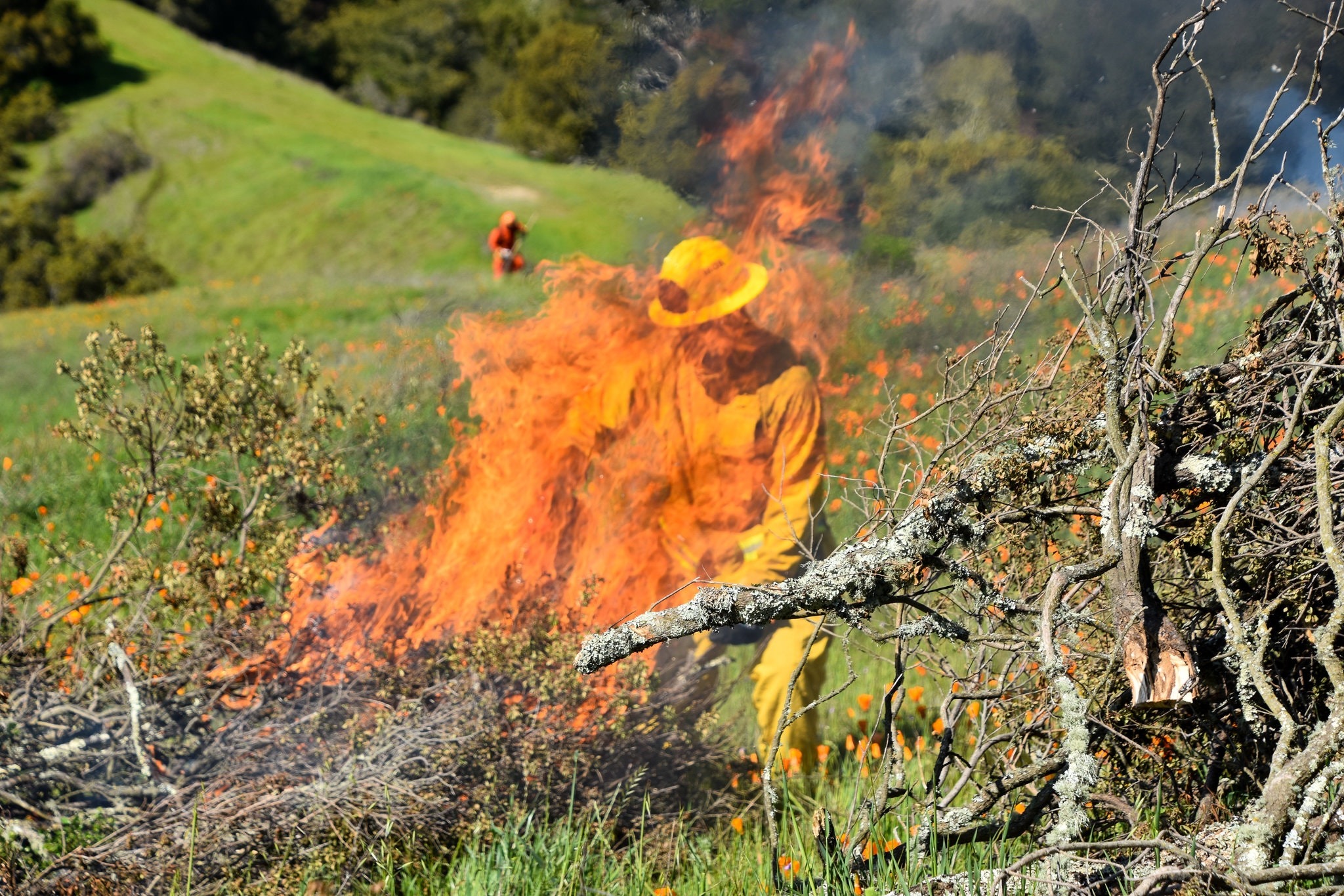 A firefighter in yellow protective gear is controlling a controlled burn in a grassy field. Bright flames are visible, and another firefighter in the background is overseeing the area. Amidst this fiery scene, a Berkeley Journalism team documents their brave efforts with grass and trees in the distance.