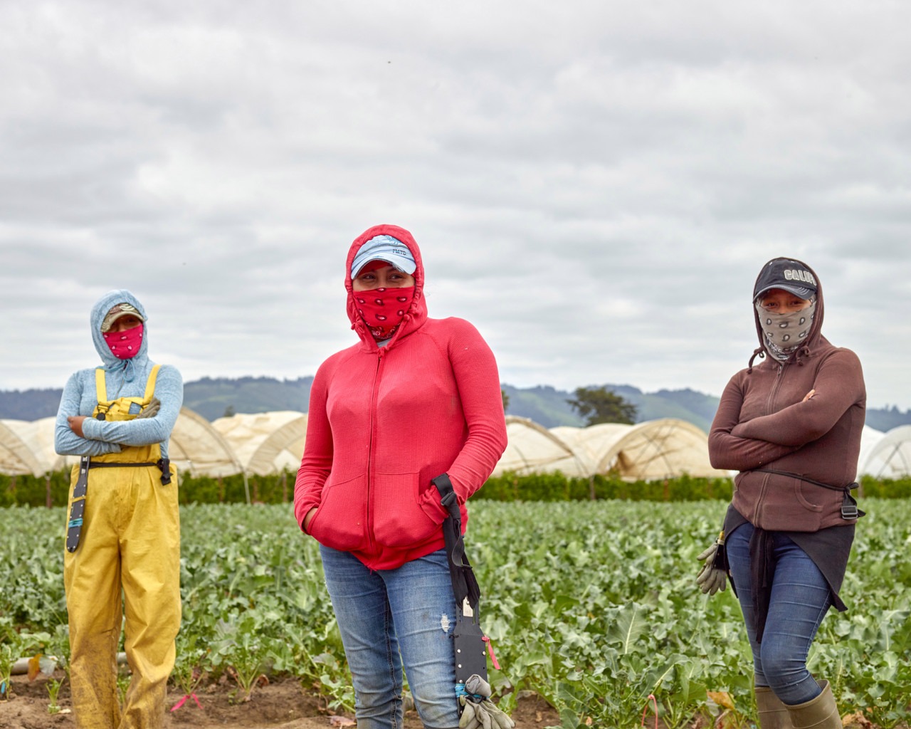 Three field workers stand in a crop field with green leafy plants, dressed in protective clothing and face coverings. Behind them are several greenhouse structures under a cloudy sky. Two individuals stand with arms crossed, while the one in the center has hands in pockets—an evocative scene for a Berkeley Journalism feature.