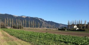 A scenic landscape features rows of crops in the foreground, with tall, thin trees lining the fields. In the background, rolling hills stretch under a clear blue sky. A white farmhouse is visible to the right, partially obscured by the trees—a scene reminiscent of images often captured by Berkeley Journalism students.