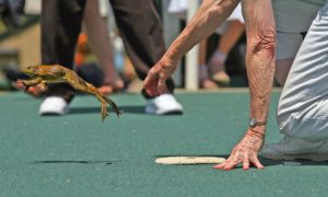 An elderly person crouches with an extended arm as a frog leaps away from their hand over a green mat outdoors. Several onlookers in the blurred background observe the scene, capturing a moment reminiscent of a Berkeley Journalism feature on local frog jumping competitions or animal releases.