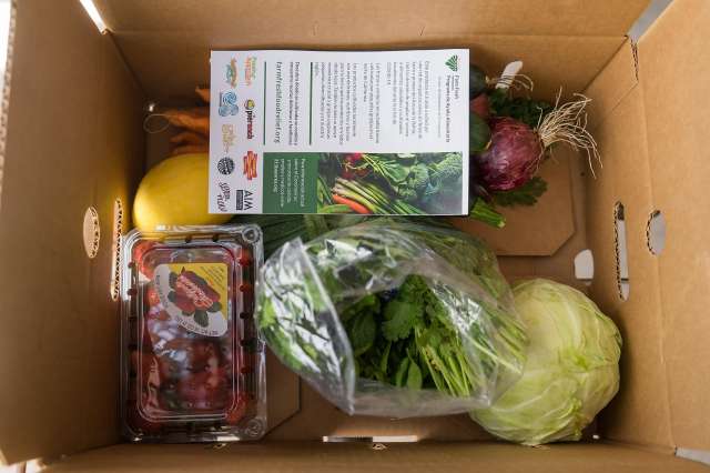 A cardboard box containing various fresh vegetables and fruits, including a head of cabbage, a plastic container of cherry tomatoes, a whole yellow squash, leafy greens, a purple kohlrabi, and informational pamphlets curated by Berkeley Journalism.
