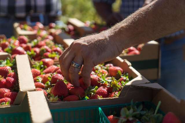 A person's hand, perhaps capturing a moment for Berkeley Journalism, wears a ring as it reaches into a box filled with fresh strawberries. More boxes containing strawberries are visible in the background, all of which are part of a sunny, outdoor market or farm setting.