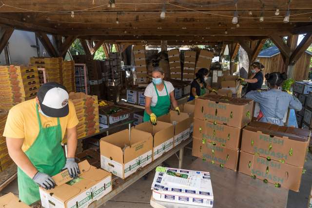 Workers, wearing masks and gloves, are packing fresh vegetables into cardboard boxes at an outdoor facility. The setup includes stacks of boxes and crates filled with produce. Under a wooden canopy with lights strung across the beams, the scene is reminiscent of a Berkeley Journalism photo essay on sustainable farming practices.