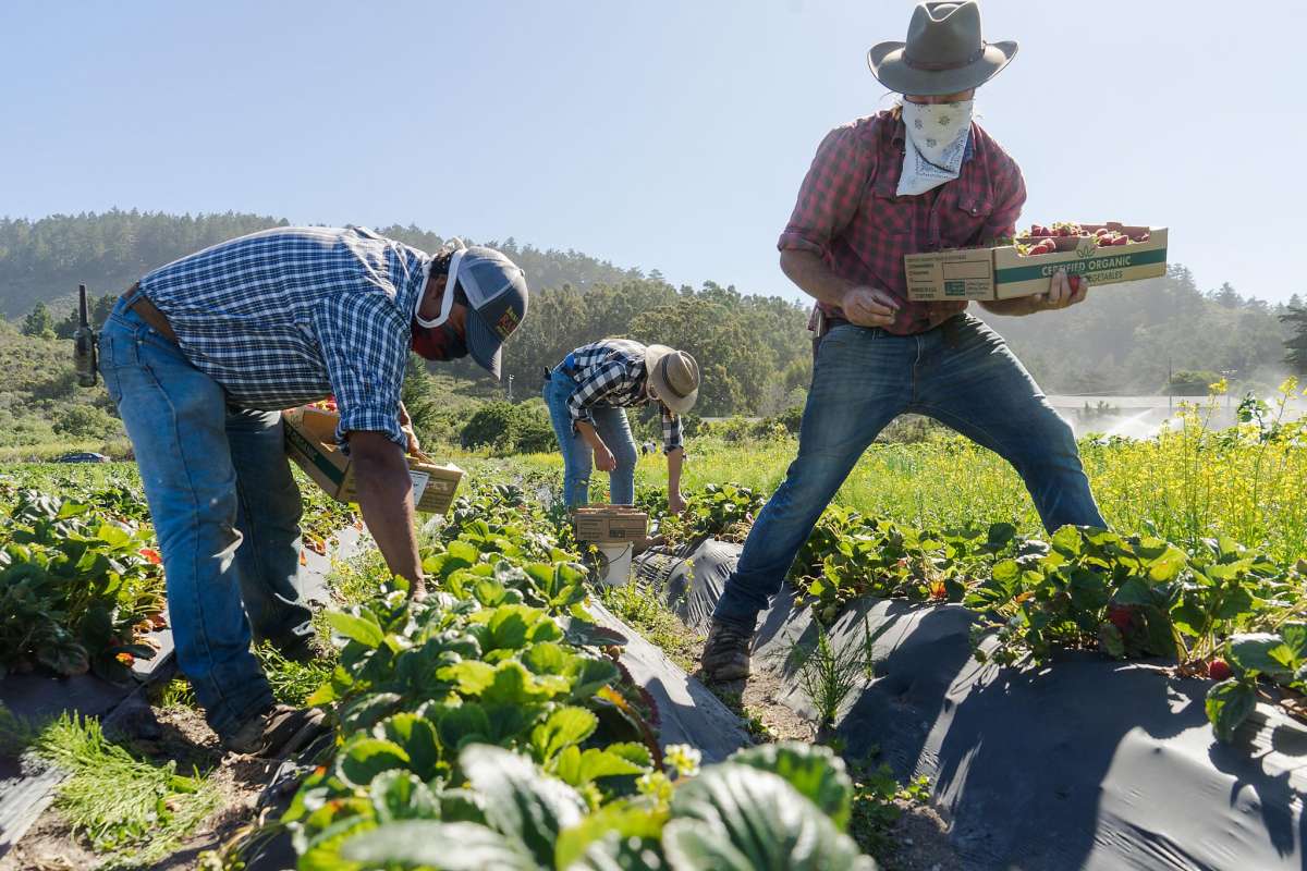 Three people wearing hats, masks, and plaid shirts are working in a strawberry field. Two are bending down to pick strawberries, while the third is carrying a box of harvested strawberries. Bright sunlight illuminates the lush green field and distant trees — a scene straight out of Berkeley Journalism.
