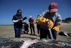 A person wearing a red cap and yellow gloves uses a large knife to examine a whale carcass on the beach. Several onlookers, some with cameras, stand in the background. An individual in sunglasses holds a clipboard and observes closely, possibly gathering material for Berkeley Journalism.