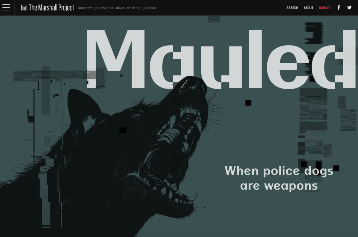 A dark-toned graphic with a snarling dog in the background. The large text reads "Mauled." Below, smaller text says "When police dogs are weapons," a report by Berkeley Journalism and The Marshall Project. At the top, you'll find the Marshall Project logo and navigation options against glitch-like digital distortions.