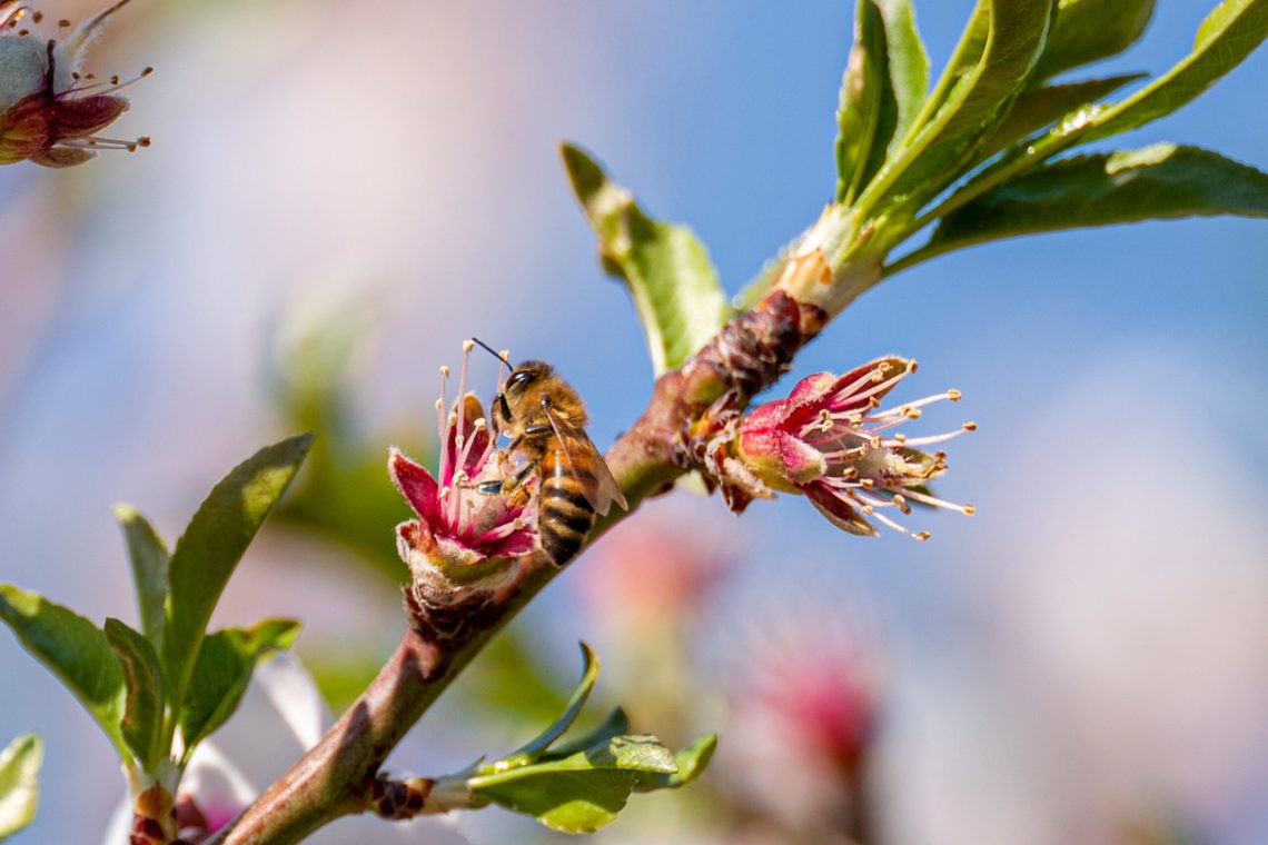 A close-up of a honeybee collecting nectar from pink blossoms on a tree branch. The background, reminiscent of Berkeley Journalism's sharp eye for detail, is a soft blur of blue sky and greenery, highlighting the detailed focus on the bee and flowers.