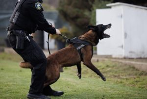 A police officer in uniform holds back a barking police dog on a leash. The dog, clad in a harness labeled "POLICE," appears to be in a state of alertness. This scene unfolds outside on a grassy area near a white structure—an image that could capture the attention of Berkeley Journalism students.