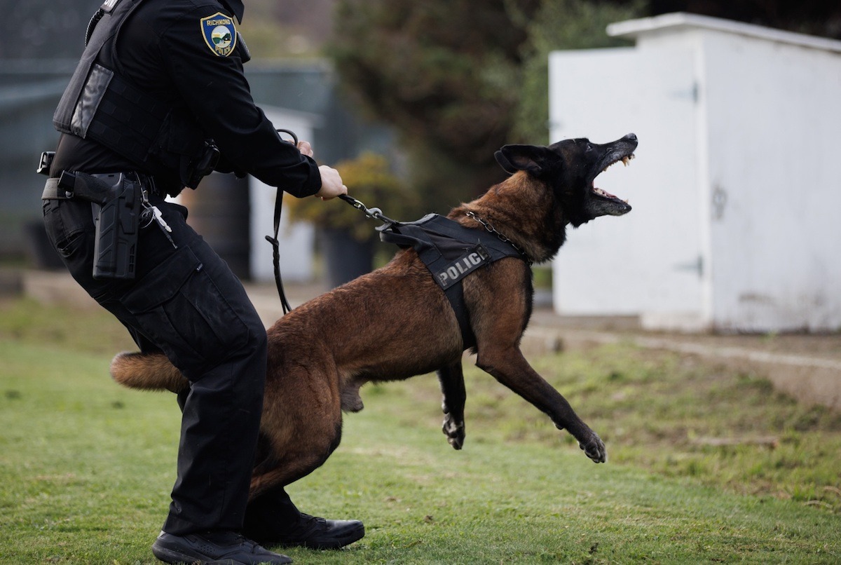 One Bay Area city, 73 police dog bites, and the law that made them