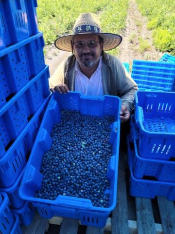 A man with sunglasses and a wide-brimmed hat smiles and holds a blue tub full of blueberries.