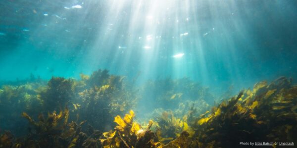 light shines down toward the ocean's bottom, showing reefs and plants.