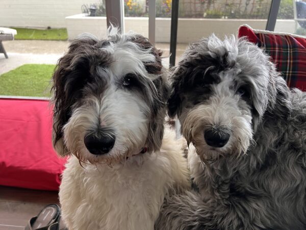 Two fluffy white and gray dogs with dramatic hair markings sitting close to one another.
